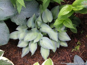Funkia (Hosta) Paradise Joyce zdjęcie 3